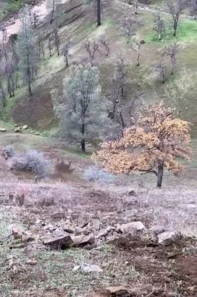 Rock rolls down hill and takes out tree.