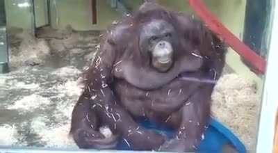 Monke fall