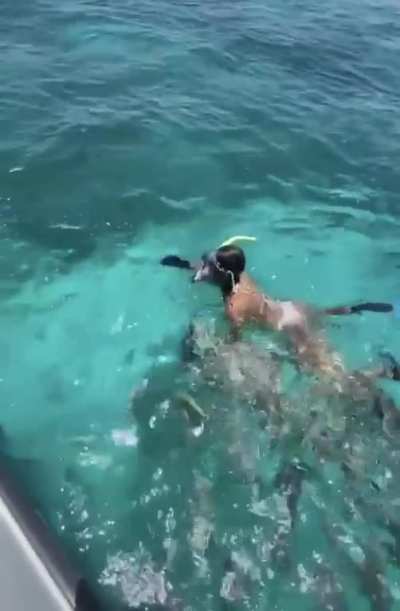Fish frenzy
