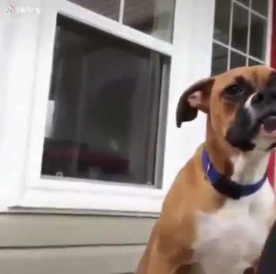 Demons can possess dogs, too.