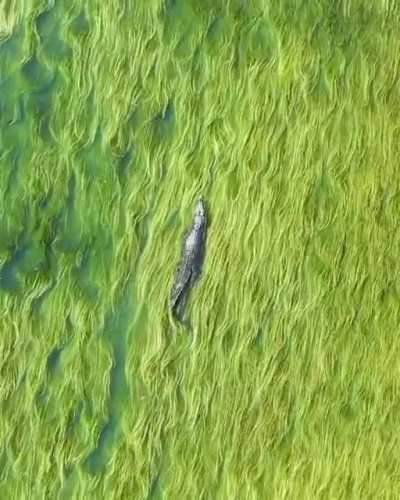 This saltwater croc swimming among seagrass