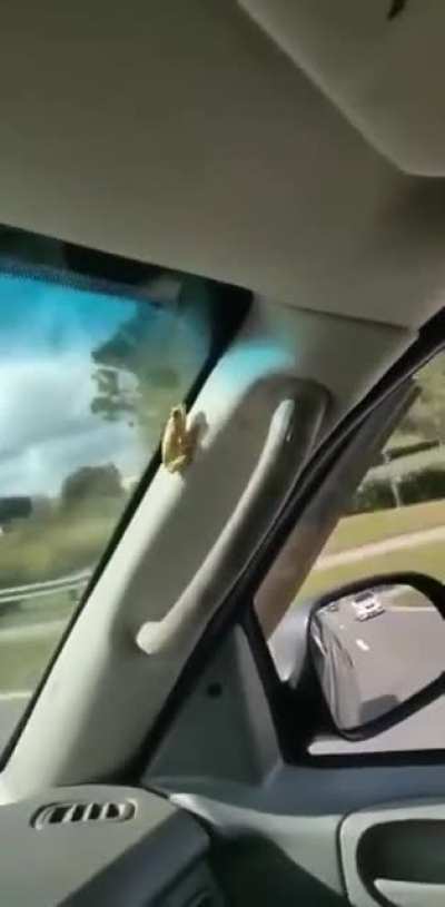 When frogs attack