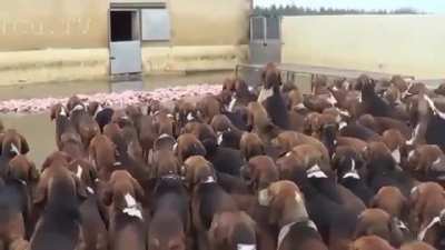 This guy feeding 500 dogs their lunch everyday while they obediently wait for the command.