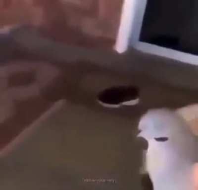 Chomp