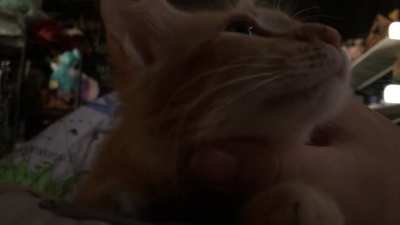 Tigger is a little dude with a big motor