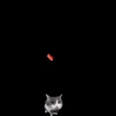 Lil dude couldn't resist more.