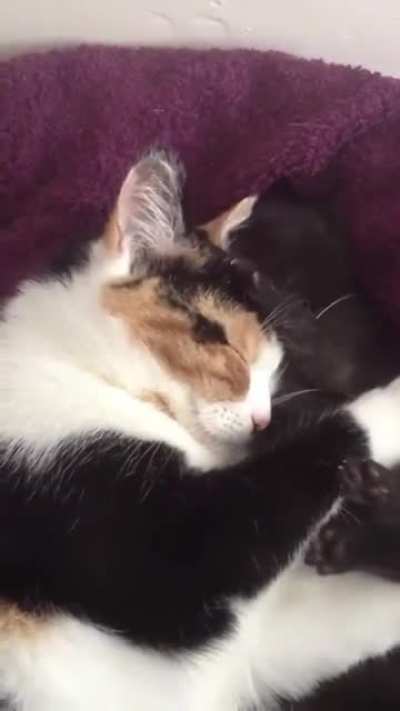Kitten sneeze in mums ear (volume up)