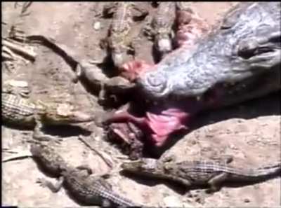 🔥 Just a mother feeding her babies.