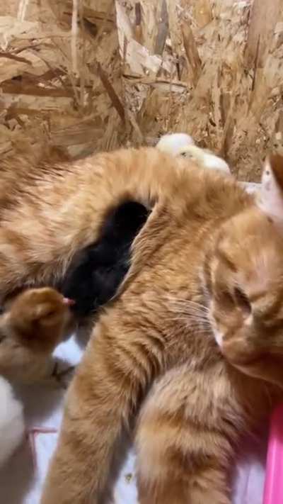 Cute