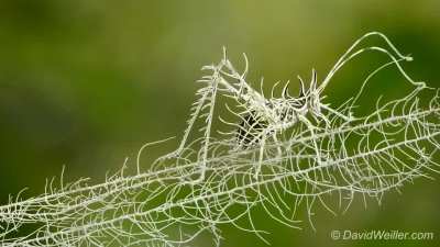 Camouflaged grasshopper delicately walking along its matching branch