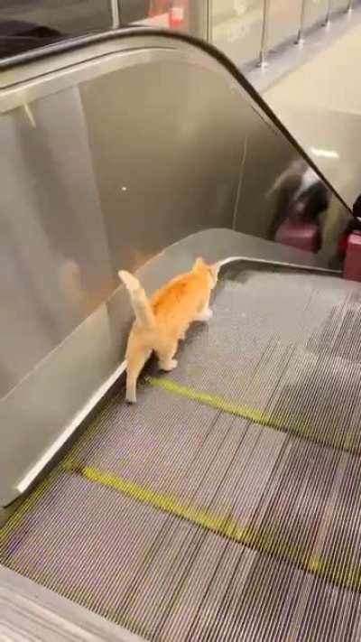 One must imagine Sisyphus happy. (Tail going up like that means the cat is happy)