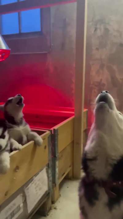 Huskies are so adorable