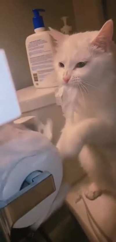 CaT.Exe EnCOuNtERS' FaTaL erROR