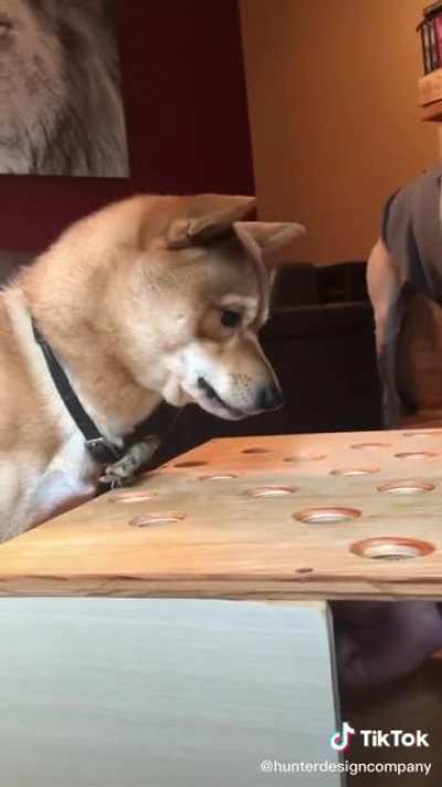 Shiba angry