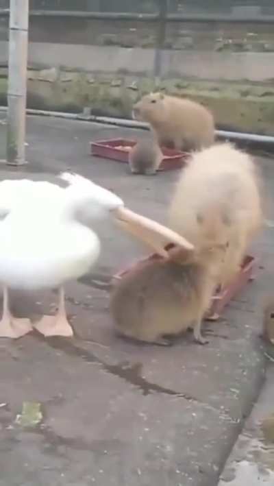 hÃÑgËrÿ