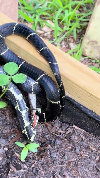 🔥🐍kingsnake eats salamander