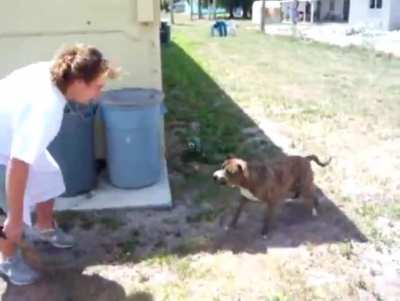 Dog does a backflip