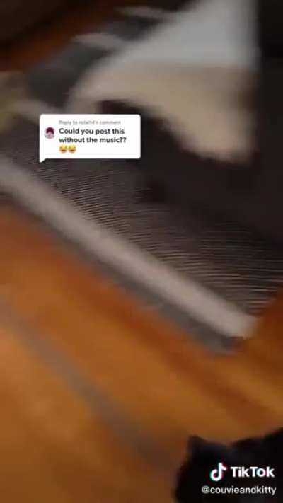 Cat flies into action upon hearing the auto feeder