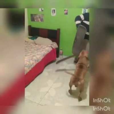 Puente Alto perro.