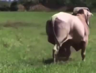 Bull with big balls