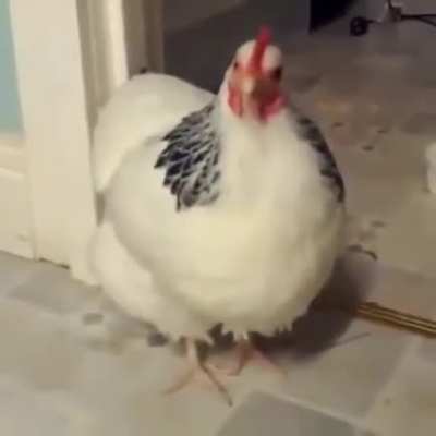 Ever heard a chicken sneeze? Now you have!