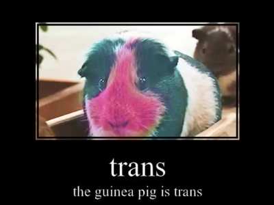 guinea pig bridge guinea pig is trans