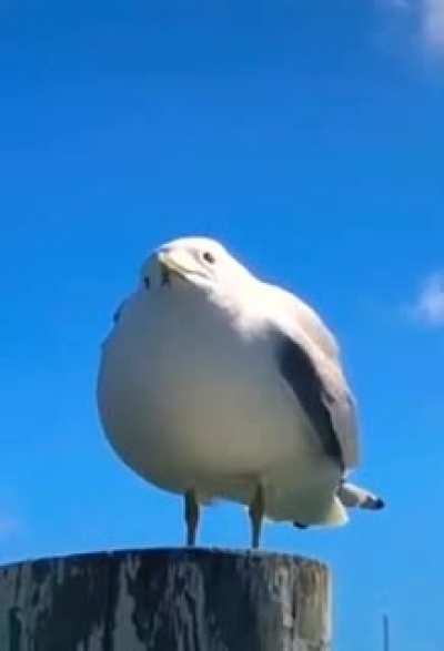 idk if this has been posted already, enjoy anyway