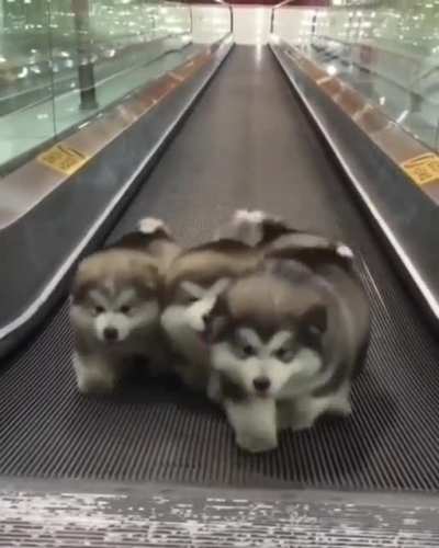 eNsLAvED DoGs foRcEd tO GeNERaTe EnOuGh cAniNE eNErgY To POwER eNtIRe CiTy
