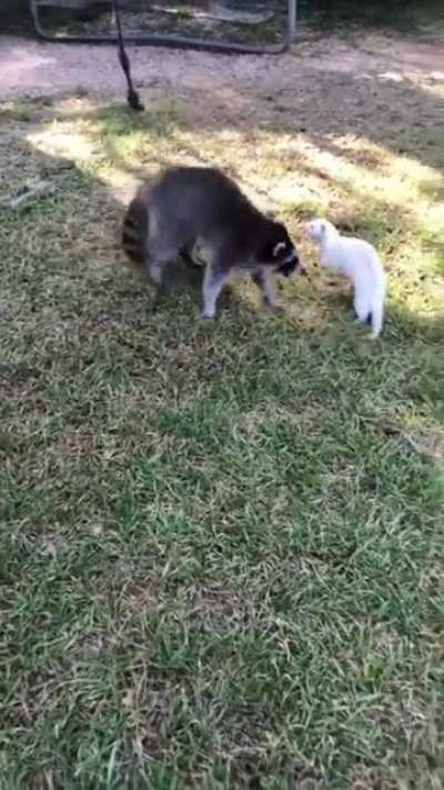 Two friends playing