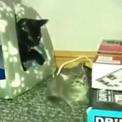 bonk bonk bonk