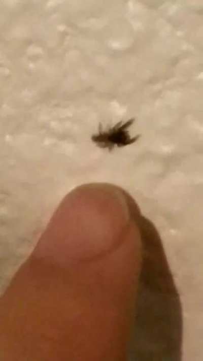 I forgot how jumping spiders got named.