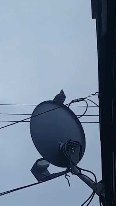Woodpecker being a jerk early morning.