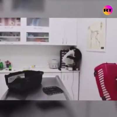 just casually taking the cat to the vet