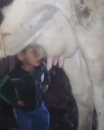 turkish child drinking straight from greek cow because turkish milk is expensive 🇹🇷🇹🇷