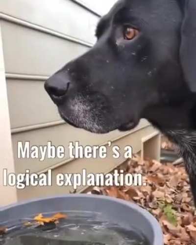 All knowing doggoooo..