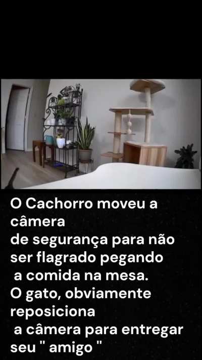 Gato, o dedurador