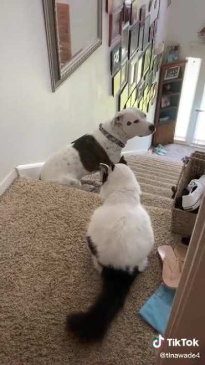 Leo the Stairkeeper