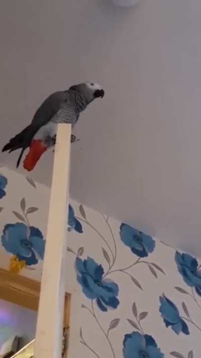 Pe-chew pe-chew