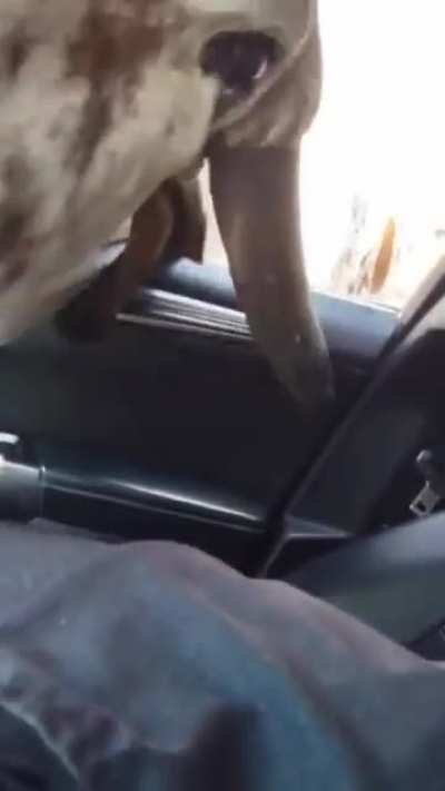 Cow gets its head stuck on car