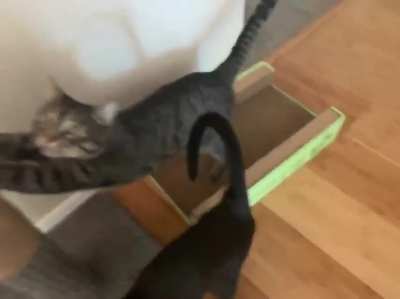 pepper yells for treats and mushu tries to steal the show