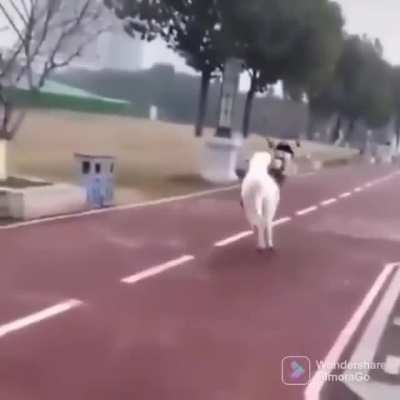 Fuck this mechanical horse in particular!