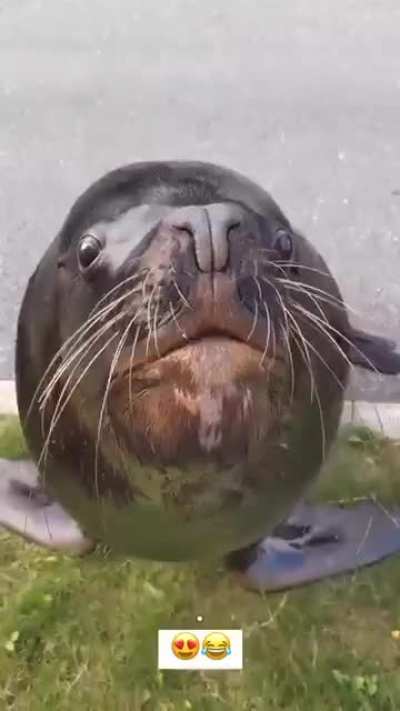 street sea dog demands more fish