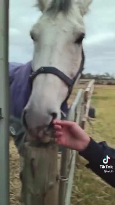 Person: I like your horse! Me: Thanks! It has pockets!