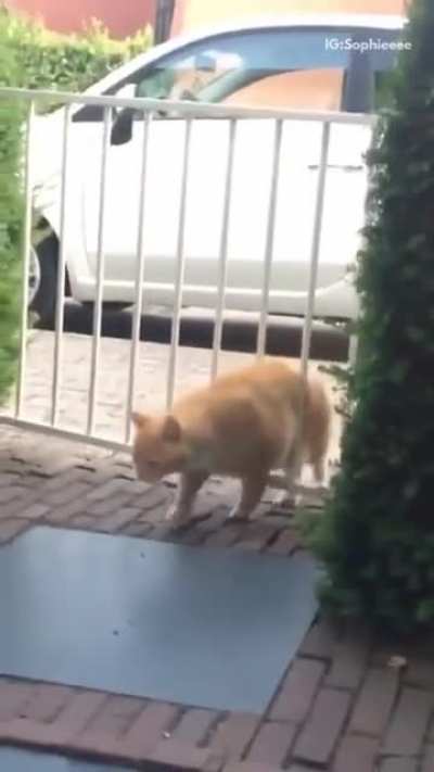 Cat is pissed!