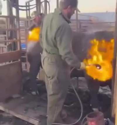 Singeing a Bull’s Coat Removes Parasites and Prepares the Hide Without Harming the Skin