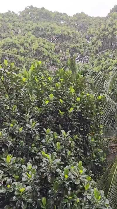 Heavy rain