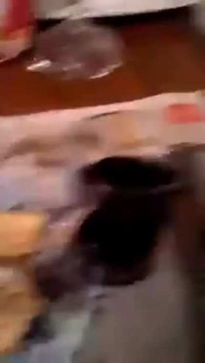 DİTTİRİTRİD DİRİRİTRİD