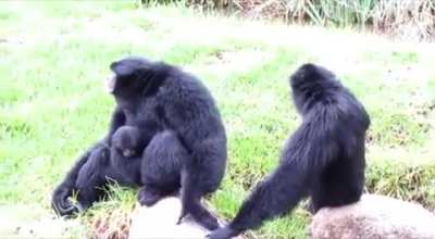 Monke