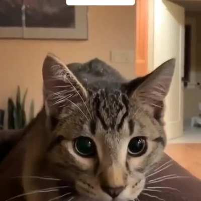 PERFECTLY NORMAL MOVEMENT