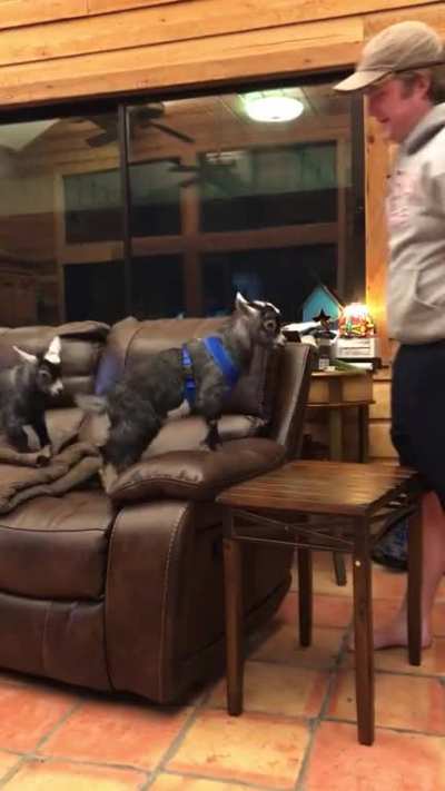 Goat toss